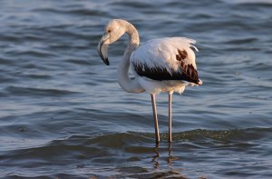 greater flamingo