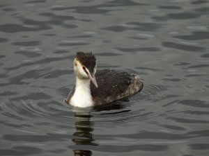 Great Crested Grebe.JPG