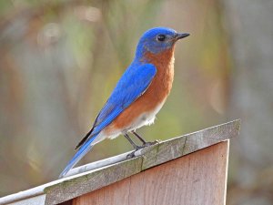 Male, Eastern Bluebird