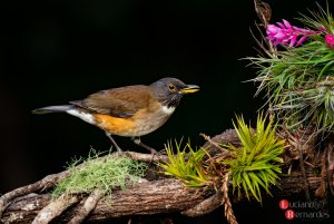 White-necked Thrush