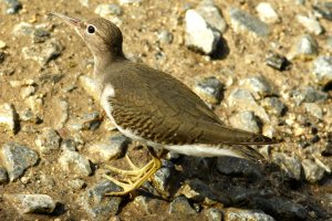 Spotted Sandpiper  (juvenile)