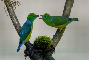 Blue-naped Chlorophonia