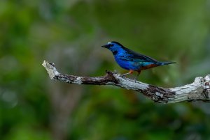 Opal-rumped Tanager