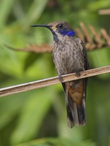 Brown Violetear