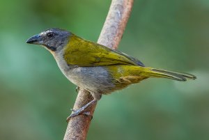 Buff-throated Saltator