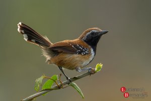 Rusty-backed Antwren