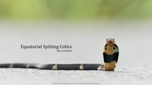 Equatorial Spitting Cobra, Borneo