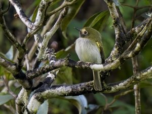 Black-throated Tody-Tyrant