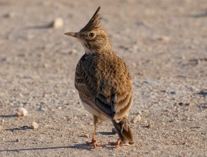 Crested lark