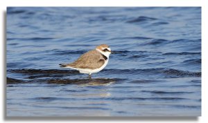 Kentish plover