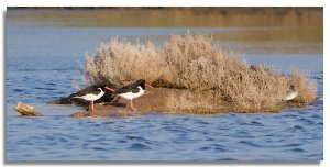 Eurasian Oystercatcher