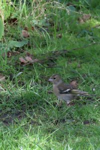 Chaffinch