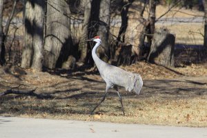 Sandhill Crane