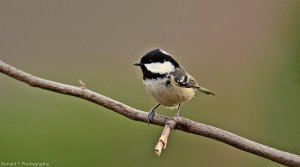 Coal Tit