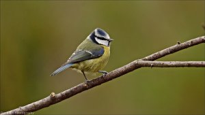 Blue Tit