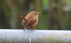 Wren