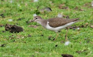 Common Sandpiper 1582.jpg