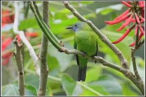 Greyish-crowned Leafbird (F)