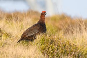 Red Grouse