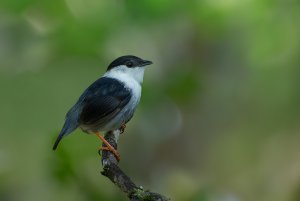 White-bearded Manakin