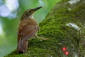 Planalto Woodcreeper