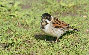 Reed Bunting 3349.jpg