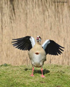 Egyptian Goose 3421.jpg