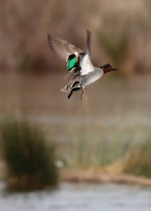 eurasian teal