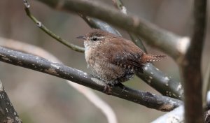 Wren