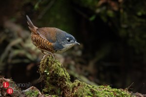 White-breasted Tapaculo