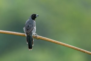 Black-faced Tanager