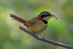 Collared Crescentchest