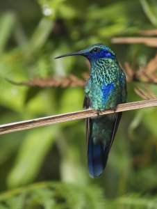 Sparkling Violetear