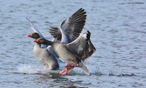 Greylag Geese 3445.jpg