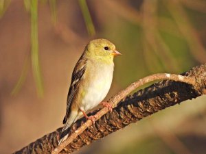 American Goldfinch1.jpg