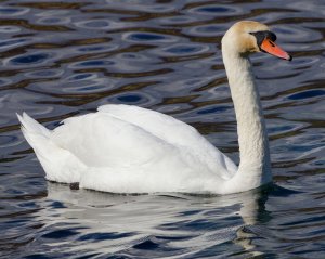 Mute Swan