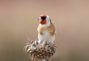 European Goldfinch