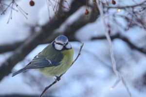 Christmas birds - Blue Tit