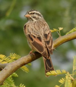 Striolated Bunting