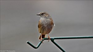 Dunnock