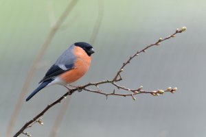 Bullfinch in the rain