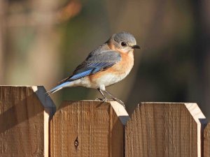 Female Eastern Bluebird