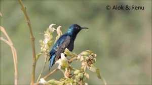 Purple Sunbird male in breeding plumage : Amazing Wildlife of India by Renu Tewari and Alok Tewari