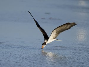 Black Skimmer