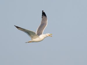 Steppe Gull ?