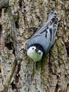 White-breasted Nuthatch