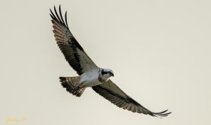 Osprey 魚鷹