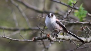 long-tailed tit