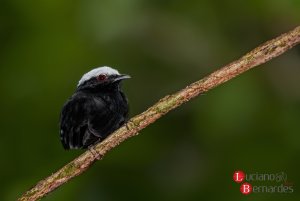 White-crowned Manakin