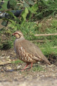 Red Legged Partridge